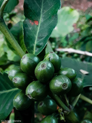 Coffea arabica