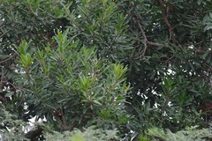 Protorhus longifolia