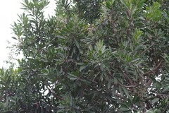 Protorhus longifolia