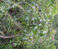 Searsia chirindensis