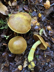Cortinarius canarius