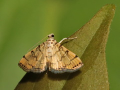 Lamprosema tampiusalis