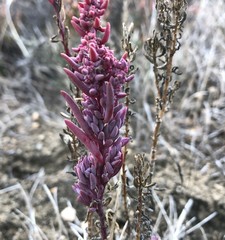 Suaeda australis