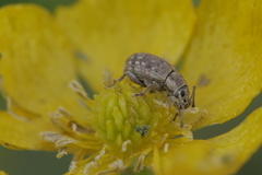 Peritelus sphaeroides