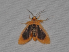 Miltochrista xanthopera