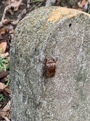 Cryptotympana atrata