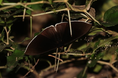 Lygniodes endoleucus