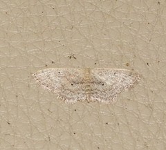 Scopula hypochra