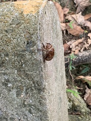 Cryptotympana atrata