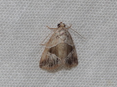 Maliattha separata