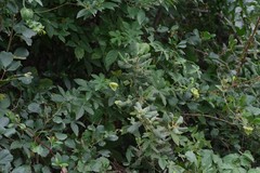 Dalechampia capensis