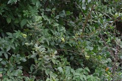 Dalechampia capensis