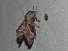 Morwennius decoratus