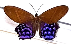 Pierella hyalinus