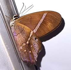 Pierella hyalinus