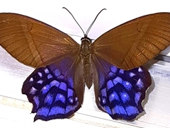 Pierella hyalinus