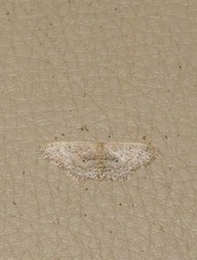 Scopula hypochra