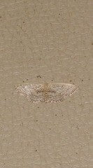 Scopula hypochra