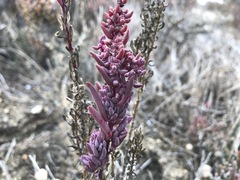 Suaeda australis