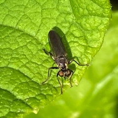 Eudioctria media