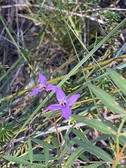 Boronia rivularis