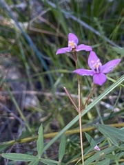 Boronia rivularis
