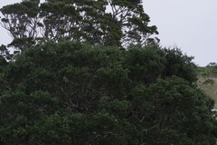 Afrocarpus falcatus