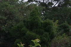 Afrocarpus falcatus