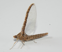 Callibaetis fluctuans