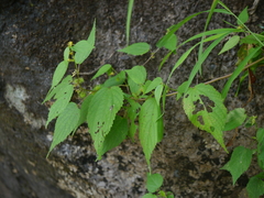 Triumfetta annua