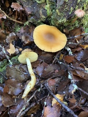 Cortinarius icterinoides
