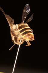 Ctenocolletes