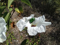 Calomacraspis splendens