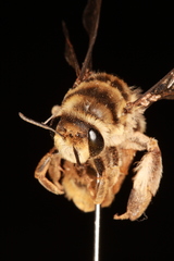 Ctenocolletes