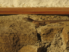 Anolis auratus