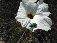 Calomacraspis splendens
