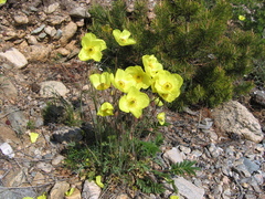Papaver popovii