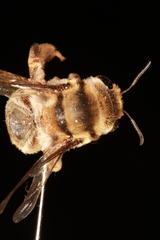 Ctenocolletes