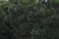 Protorhus longifolia