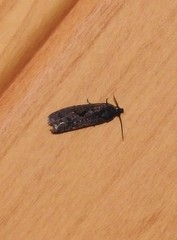 Cryptaspasma