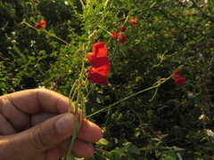 Macroptilium gracile