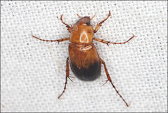 Phyllotocus macleayi