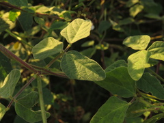 Macroptilium gracile