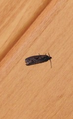 Cryptaspasma