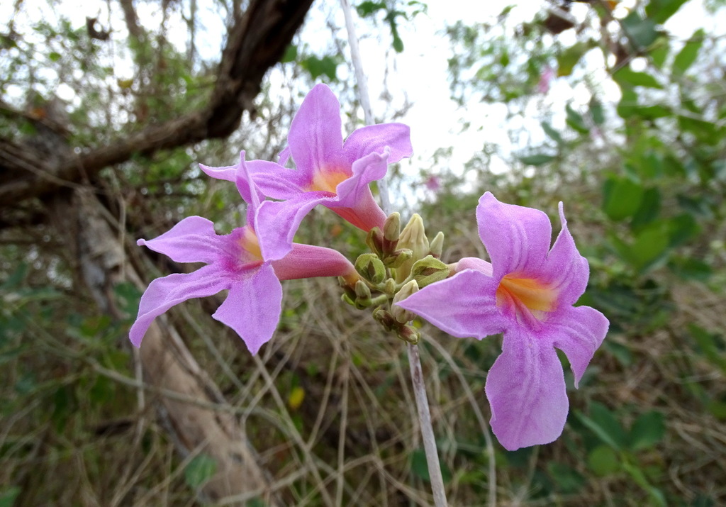 Xylophragma seemannianum