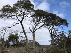 Melaleuca halmaturorum