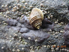Buccinidae