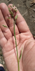 Poa supina