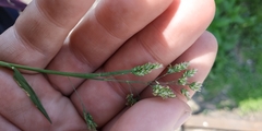 Poa supina