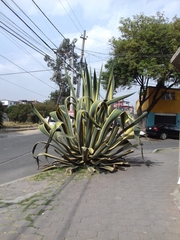 Agave americana